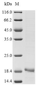 Greater than 85% as determined by SDS-PAGE.Recombinant Bothrops Jararaca Zinc Metalloproteinase-Disintegrin-Like Botrocetin Protein (His-KSI)