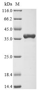 Greater than 90% as determined by SDS-PAGE.Recombinant Human Cytomegalovirus Capsid Scaffolding Protein (UL80) Protein (His)