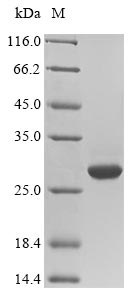 Greater than 85% as determined by SDS-PAGE.