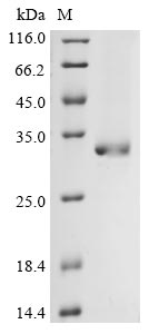 Greater than 90% as determined by SDS-PAGE.
