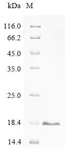 Greater than 90% as determined by SDS-PAGE.