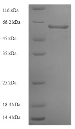 Greater than 90% as determined by SDS-PAGE.Recombinant Clostridium Botulinum Botulinum Neurotoxin Type C1 (BONT/C) Protein (His-SUMO)