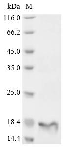 Greater than 85% as determined by SDS-PAGE.
