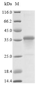 Greater than 85% as determined by SDS-PAGE.
