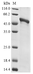 Greater than 85% as determined by SDS-PAGE.Recombinant Rabies Virus Glycoprotein (G) Protein (His)