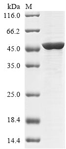 Greater than 85% as determined by SDS-PAGE.Recombinant Rabies Virus Glycoprotein (G)