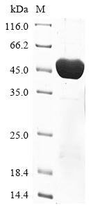 Greater than 85% as determined by SDS-PAGE.