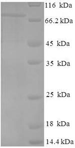 Greater than 90% as determined by SDS-PAGE.