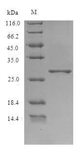 Greater than 90% as determined by SDS-PAGE.