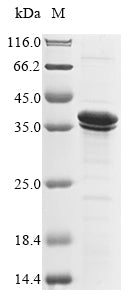 Greater than 85% as determined by SDS-PAGE.Recombinant Yersinia Pestis Coagulase/Fibrinolysin (PLA) Protein (His&Myc)
