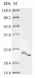 Greater than 90% as determined by SDS-PAGE.Recombinant Mouse Seminal Vesicle Secretory Protein 4 (SVS4) Protein (His&Myc)
