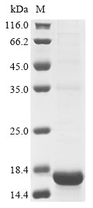 Greater than 85% as determined by SDS-PAGE.Recombinant Methanosarcina Thermophila Methyl-Coenzyme M Reductase Subunit Alpha Protein (His-KSI)