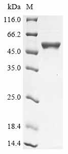 Greater than 90% as determined by SDS-PAGE.