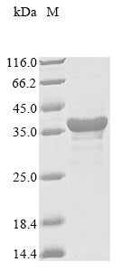Greater than 85% as determined by SDS-PAGE.Recombinant Saccharomyces Cerevisiae Serine/Threonine-Protein Kinase Ste11 (STE11)