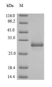 Greater than 90% as determined by SDS-PAGE.