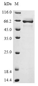 Greater than 85% as determined by SDS-PAGE.