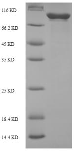 Greater than 90% as determined by SDS-PAGE.Recombinant E.Coli Atp-Dependent Dna Helicase Recg (RECG) Protein (His-SUMO)