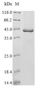 Greater than 85% as determined by SDS-PAGE.Recombinant Murine Polyomavirus Major Capsid Protein Vp1 Protein (His)