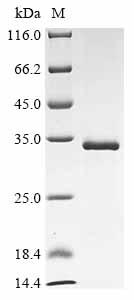 Greater than 90% as determined by SDS-PAGE.Recombinant Bovine Leukemia Virus Envelope Glycoprotein (ENV) Protein (His&Myc)
