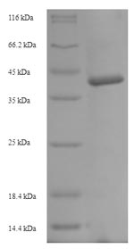 Greater than 90% as determined by SDS-PAGE.
