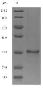 Greater than 90% as determined by SDS-PAGE.