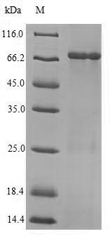 Greater than 90% as determined by SDS-PAGE.Recombinant Influenza A Virus Nucleoprotein (NP) Protein (His-SUMO)