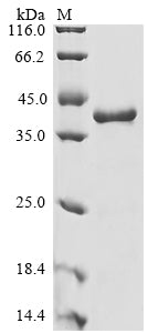 Greater than 85% as determined by SDS-PAGE.