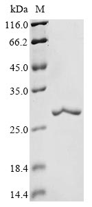 Greater than 90% as determined by SDS-PAGE.