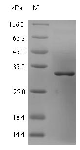 Greater than 90% as determined by SDS-PAGE.