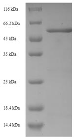 Greater than 90% as determined by SDS-PAGE.Recombinant Pseudomonas Aeruginosa Beta-Lactamase (AMPC) Protein (His-SUMO)