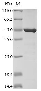 Greater than 85% as determined by SDS-PAGE.Recombinant Arabidopsis Thaliana Glyceraldehyde-3-Phosphate Dehydrogenase Gapc1, Cytosolic (GAPC1) Protein (His&Myc)