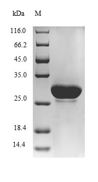 Greater than 85% as determined by SDS-PAGE.