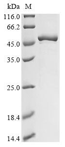Greater than 90% as determined by SDS-PAGE.Recombinant Human Cad Protein (CAD) Protein (His&Myc)