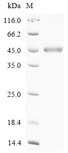 Greater than 90% as determined by SDS-PAGE.Recombinant Human Cad Protein (CAD) Protein (His)