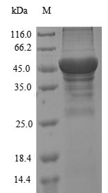 Greater than 90% as determined by SDS-PAGE.Recombinant Ambrosia Artemisiifolia Pectate Lyase 1 Protein (His)