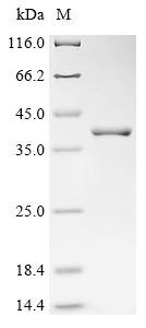 Greater than 90% as determined by SDS-PAGE.
