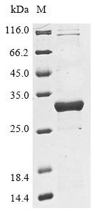 Greater than 85% as determined by SDS-PAGE.Recombinant Klebsiella Pneumoniae Beta-Lactamase Shv-3 (BLA) Protein (His)