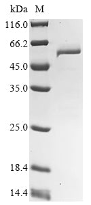 Greater than 90% as determined by SDS-PAGE.