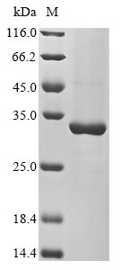 Greater than 90% as determined by SDS-PAGE.Recombinant Arabidopsis Thaliana Heat Shock Protein 21, Chloroplastic (HSP21) Protein (His&Myc)