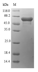 Greater than 90% as determined by SDS-PAGE.Recombinant Chlamydomonas Reinhardtii Autolysin Protein (His-SUMO)