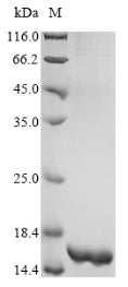 Greater than 90% as determined by SDS-PAGE.Recombinant Paenibacillus Macerans Cyclomaltodextrin Glucanotransferase Protein (His)