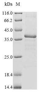 Greater than 85% as determined by SDS-PAGE.Recombinant Burkholderia Cepacia Phthalate Dioxygenase Reductase (OPHA1) Protein (His)