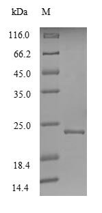 Greater than 90% as determined by SDS-PAGE.