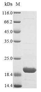 Greater than 85% as determined by SDS-PAGE.