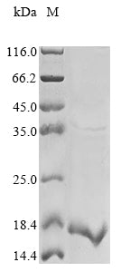 Greater than 85% as determined by SDS-PAGE.Recombinant Mouse Stefin-2 (STFA2) Protein (His)