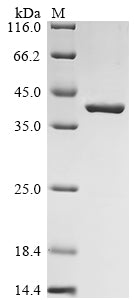 Greater than 85% as determined by SDS-PAGE.Recombinant Lake Victoria Marburgvirus Transcriptional Activator Vp30 (VP30) Protein (His&Myc)