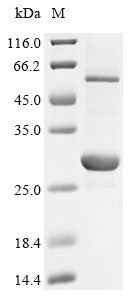 Greater than 85% as determined by SDS-PAGE.