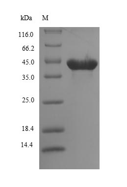 Greater than 85% as determined by SDS-PAGE.Recombinant Lymantria Dispar Multicapsid Nuclear Polyhedrosis Virus Major Capsid Protein (P39) Protein (His&Myc)