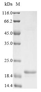 Greater than 90% as determined by SDS-PAGE.Recombinant E.Coli Arsenical Resistance Operon Repressor (ARSR) Protein (His)