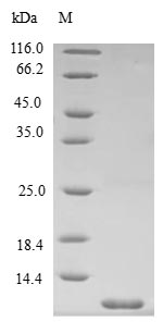 Greater than 90% as determined by SDS-PAGE.